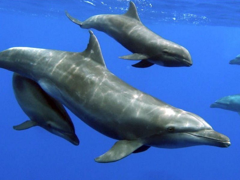 Дельфин на глубине
